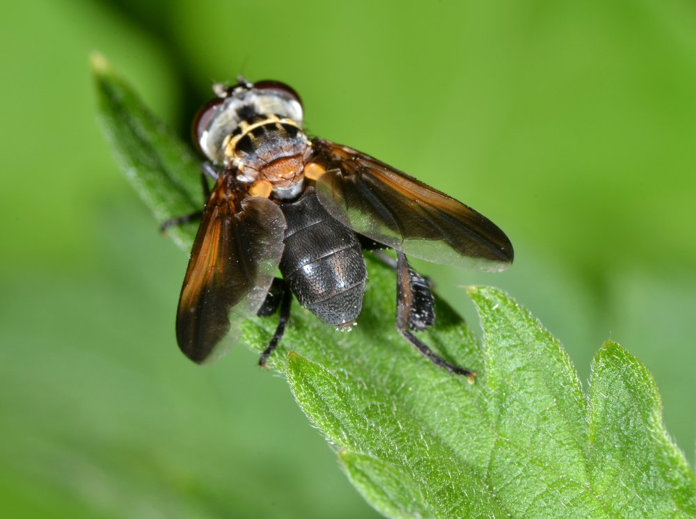 Tachinidae: Trichopoda pennipes