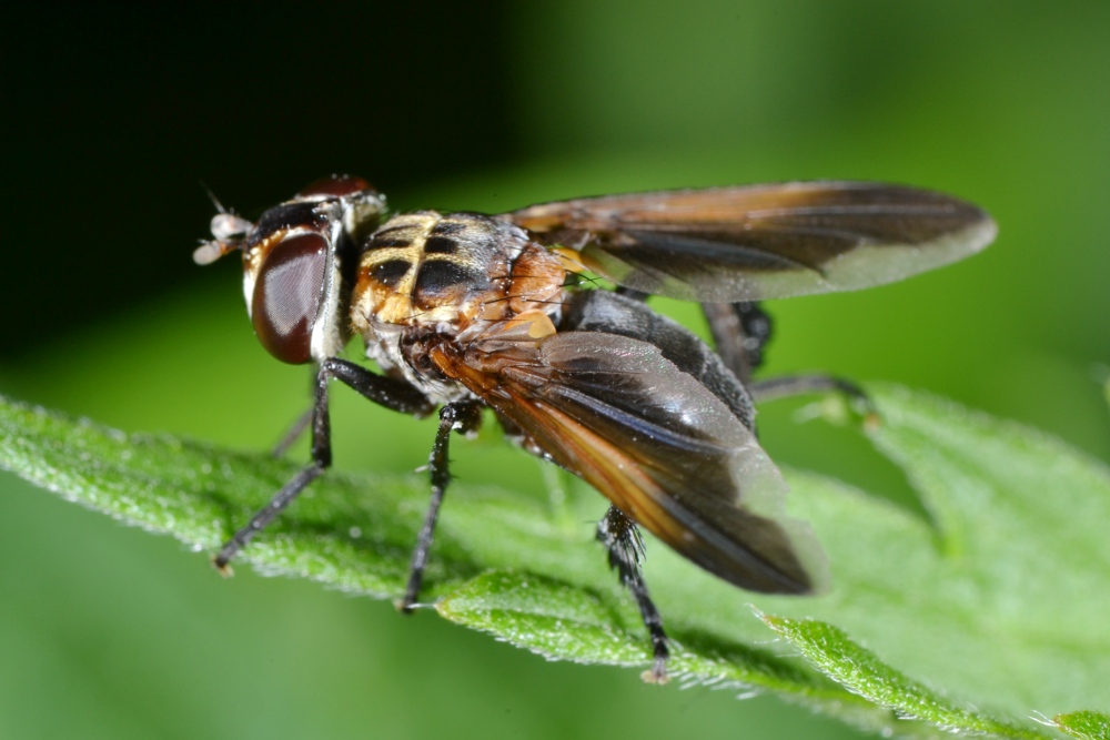 Tachinidae: Trichopoda pennipes