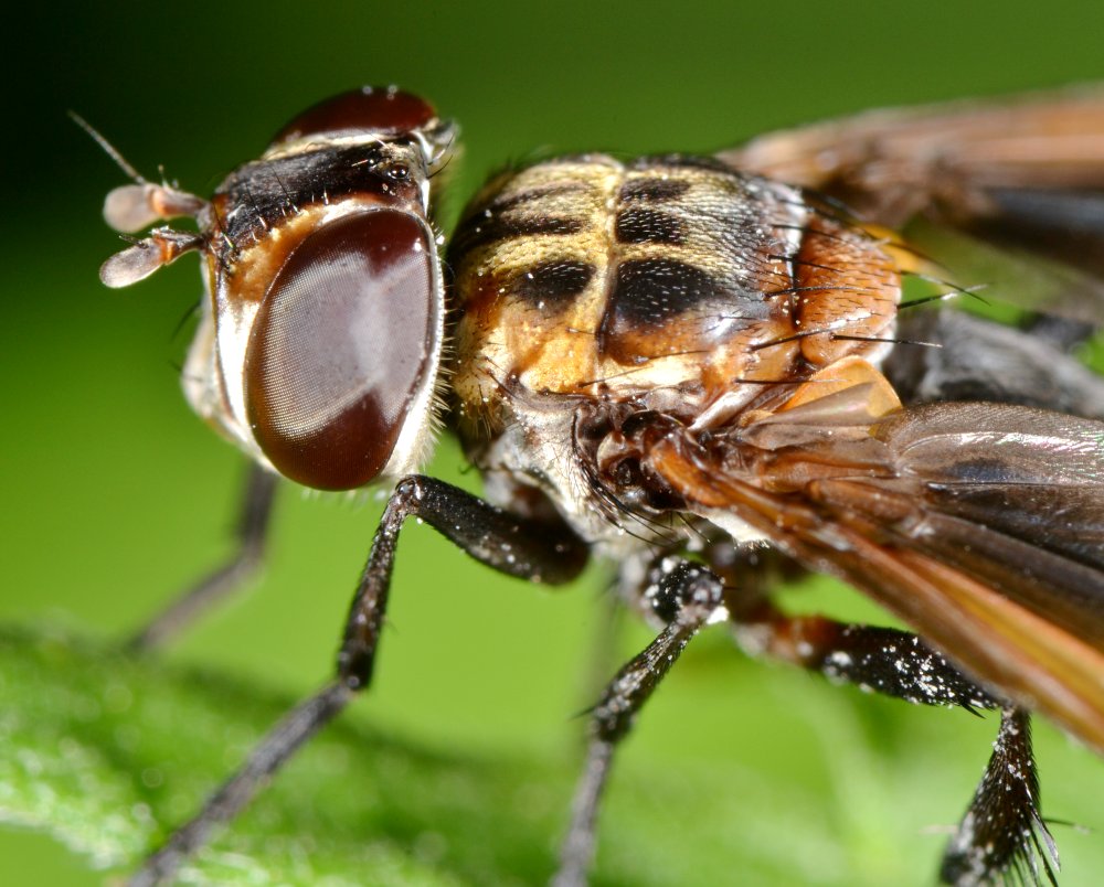 Tachinidae: Trichopoda pennipes