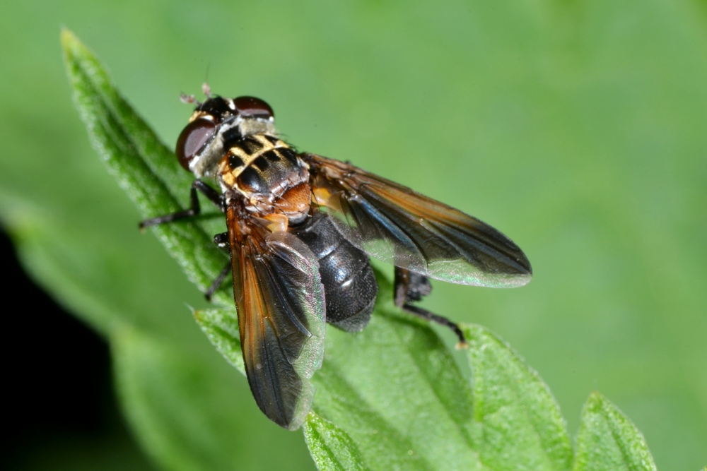 Tachinidae: Trichopoda pennipes