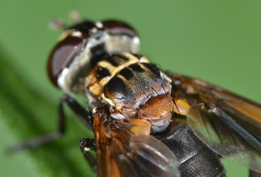 Tachinidae: Trichopoda pennipes