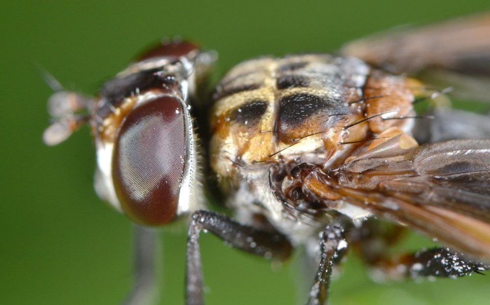 Tachinidae: Trichopoda pennipes