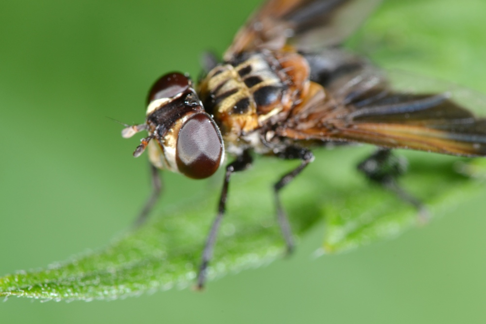 Tachinidae: Trichopoda pennipes
