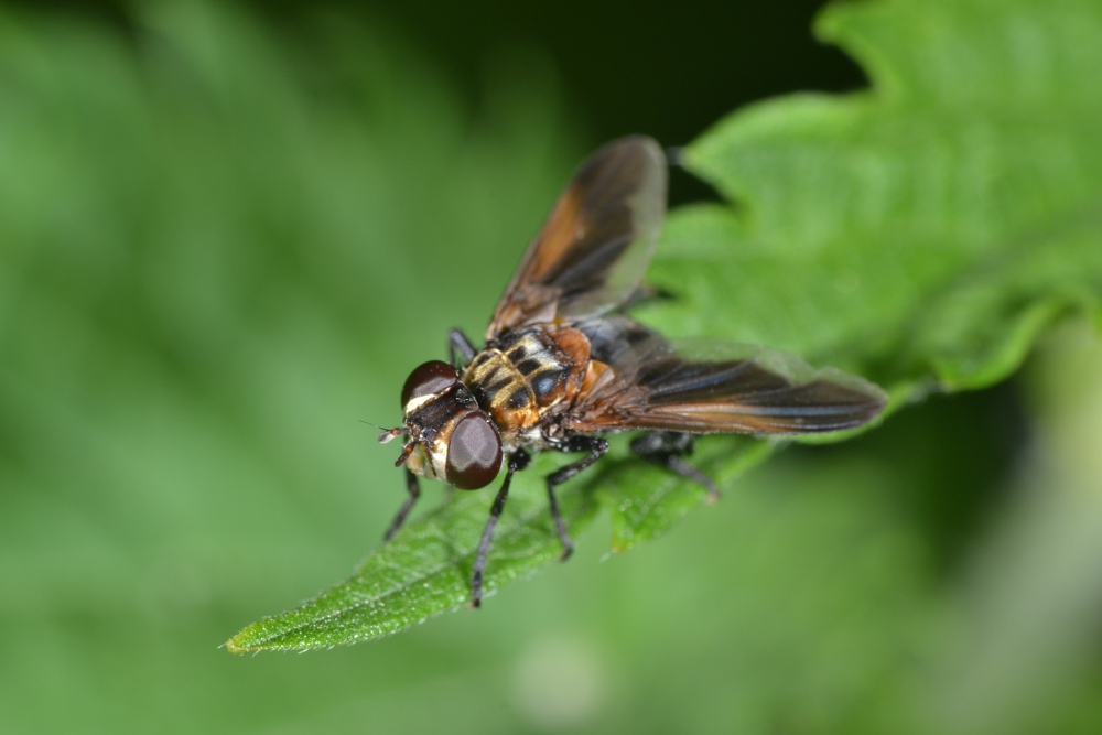 Tachinidae: Trichopoda pennipes