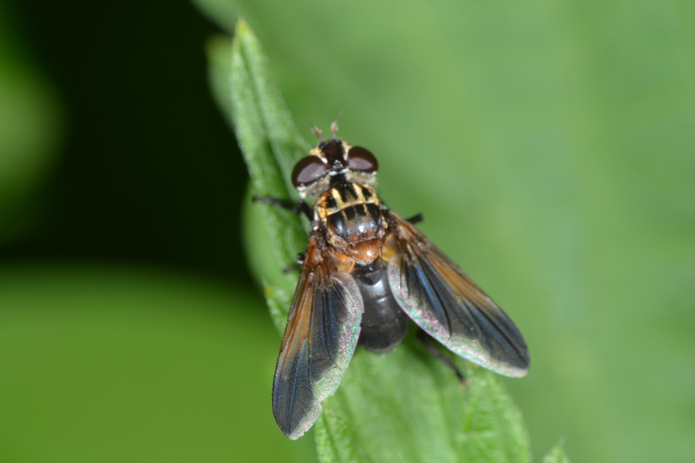 Tachinidae: Trichopoda pennipes