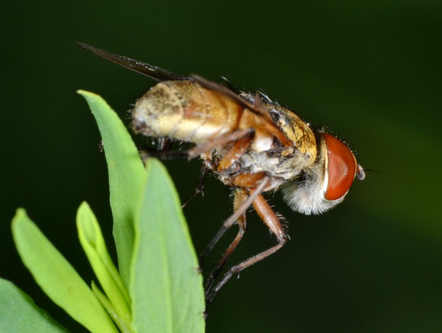 Tachinidae: Ectophasia crassipennis