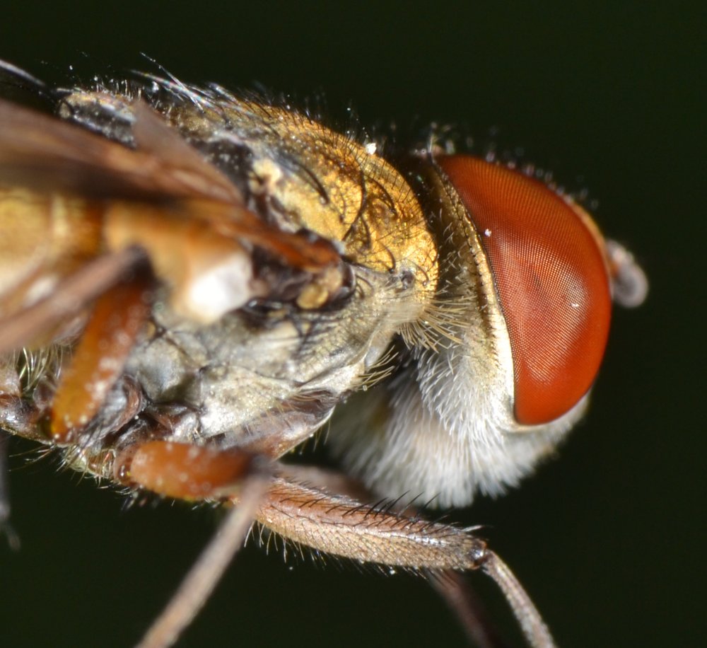 Tachinidae: Ectophasia crassipennis