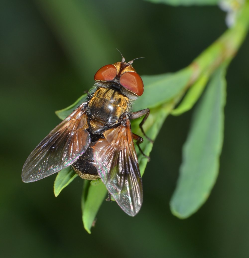 Tachinidae: Ectophasia crassipennis