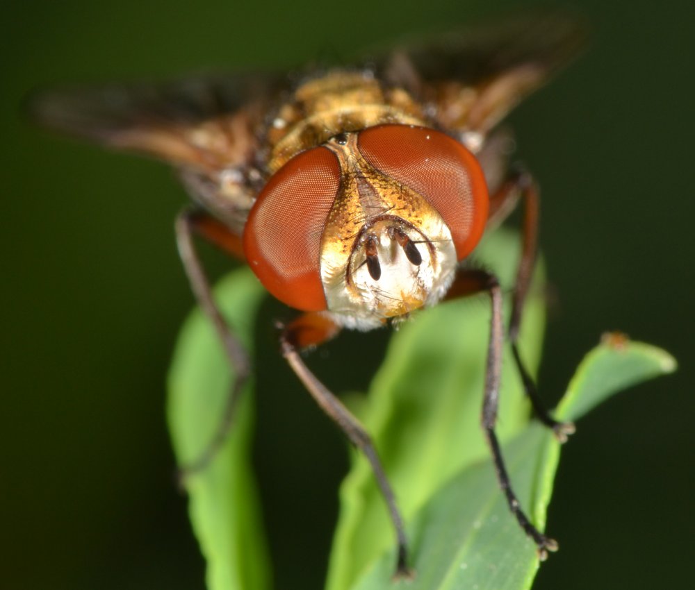 Tachinidae: Ectophasia crassipennis