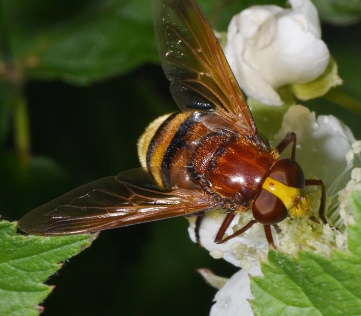 Syrphidae: Volucella zonaria femmina