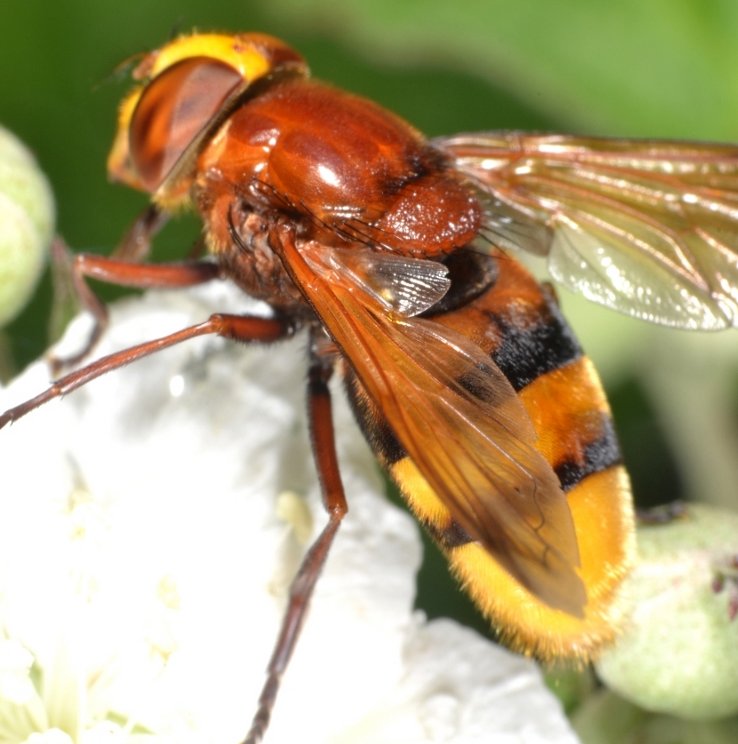 Syrphidae: Volucella zonaria femmina