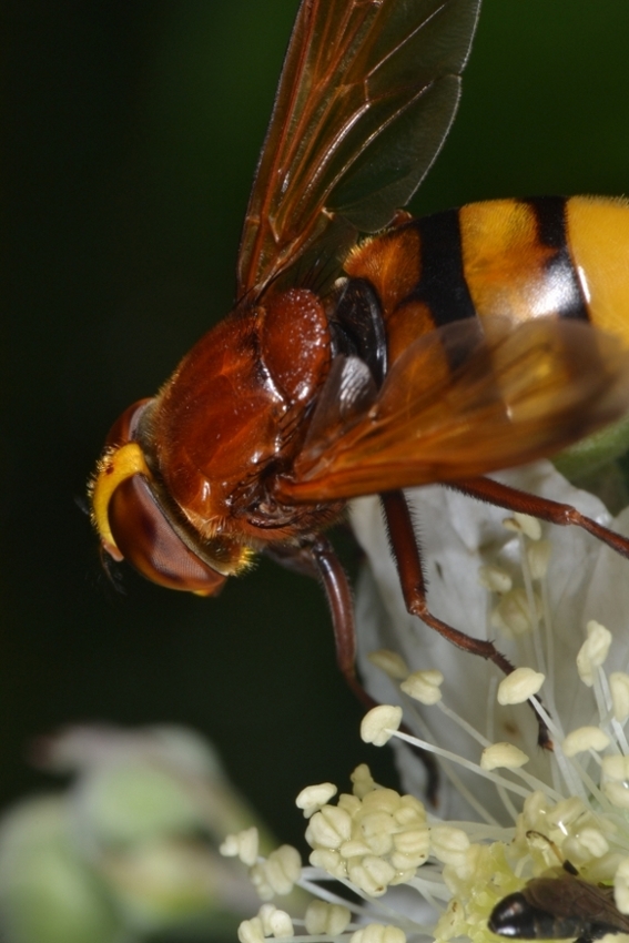 Syrphidae: Volucella zonaria femmina