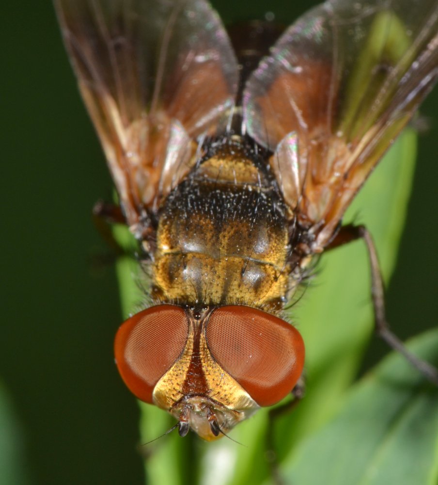Tachinidae: Ectophasia crassipennis