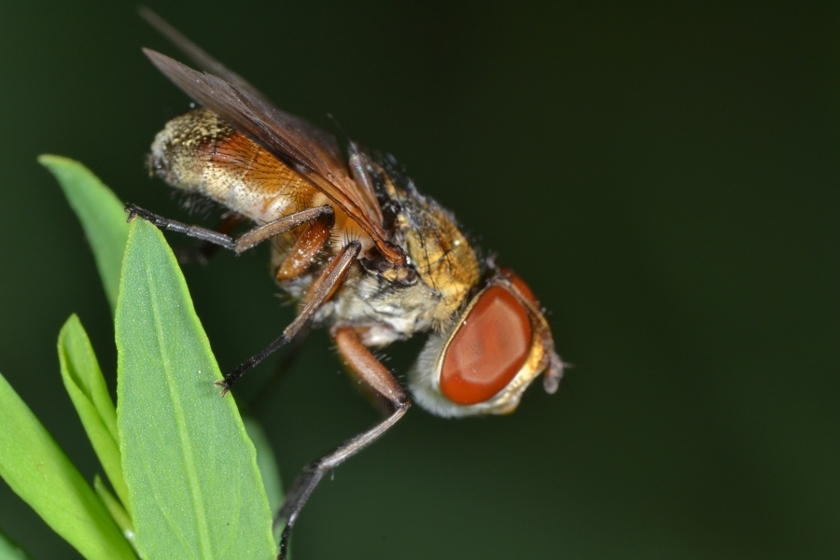 Tachinidae: Ectophasia crassipennis