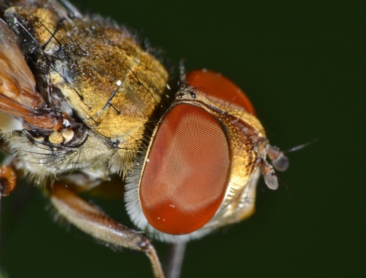 Tachinidae: Ectophasia crassipennis