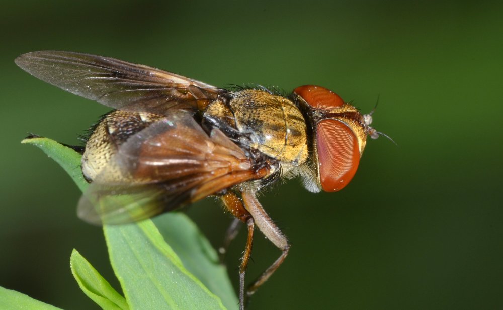 Tachinidae: Ectophasia crassipennis