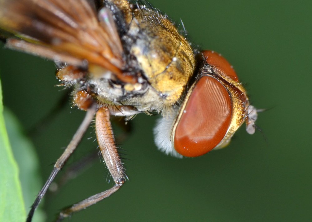 Tachinidae: Ectophasia crassipennis