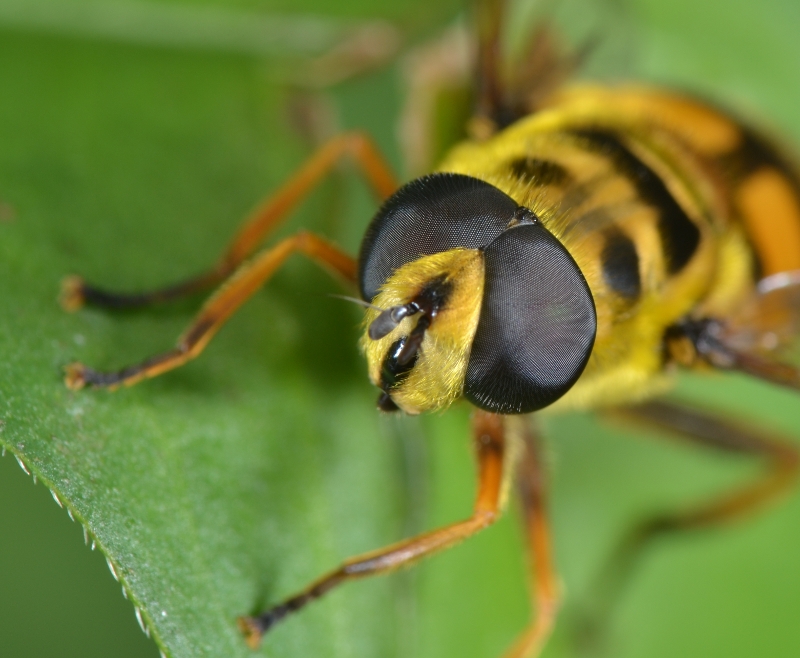 Syrphidae: Myathropa florea