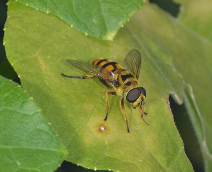 Syrphidae: Myathropa florea