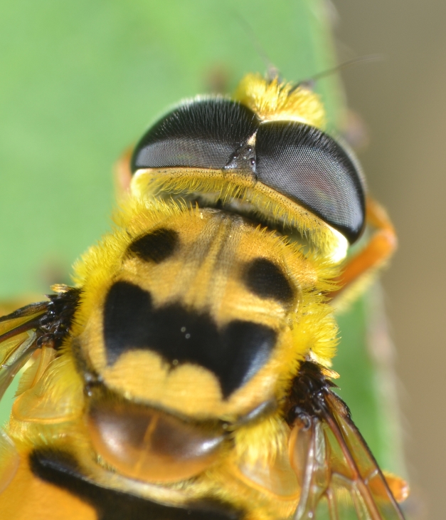 Syrphidae: Myathropa florea