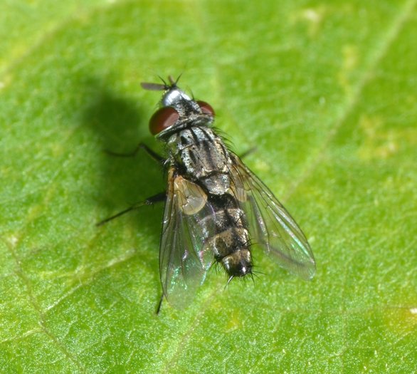 Sarcophagidae: Metopia sp.