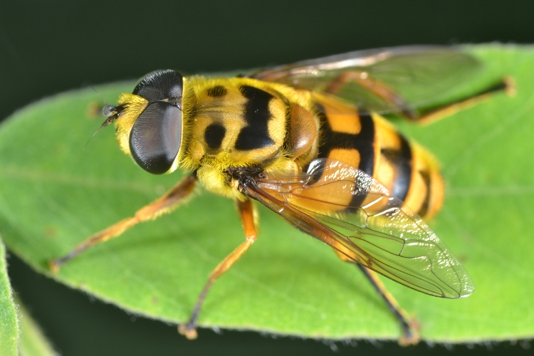 Syrphidae: Myathropa florea