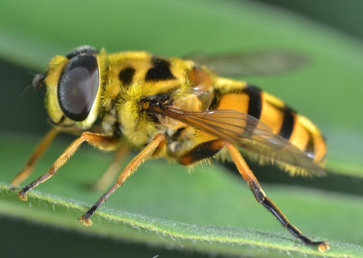 Syrphidae: Myathropa florea