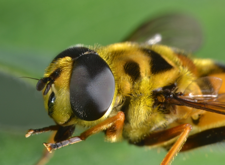 Syrphidae: Myathropa florea