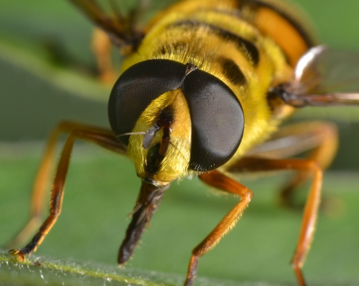 Syrphidae: Myathropa florea