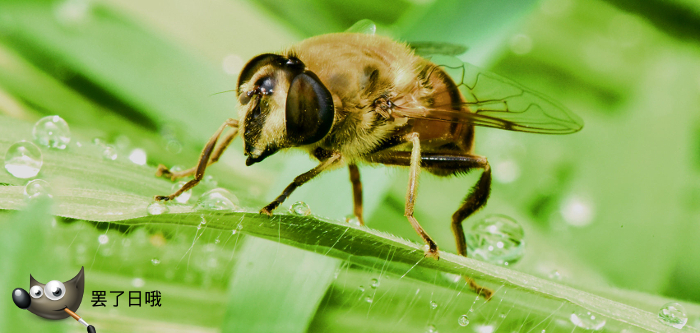 Femmina di Eristalis tenax (Syrphidae)