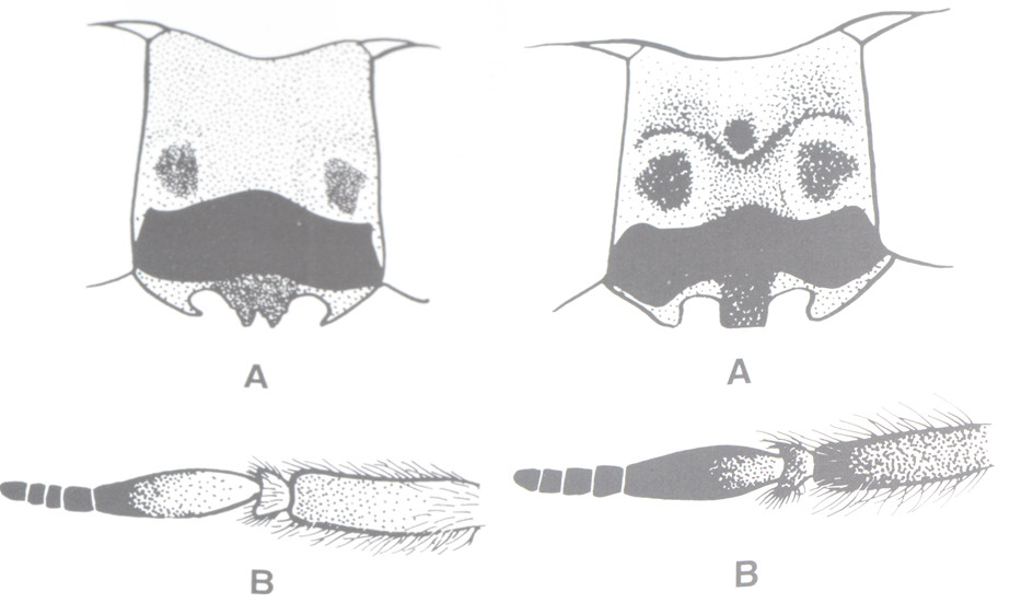Haematopota pluvialis?