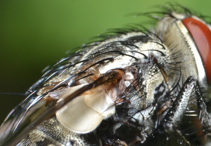 ID Tachinidae: trib Goniini