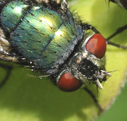 Lucilia sp. gruppo caesar/illustris femmina   (Calliphoridae)