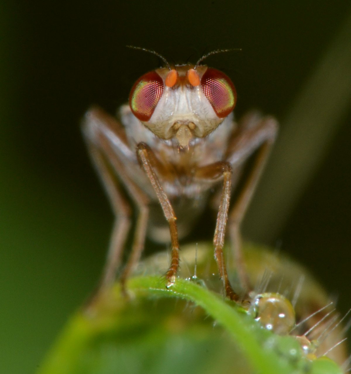Opomyzidae: Opomyza florum (femmina)
