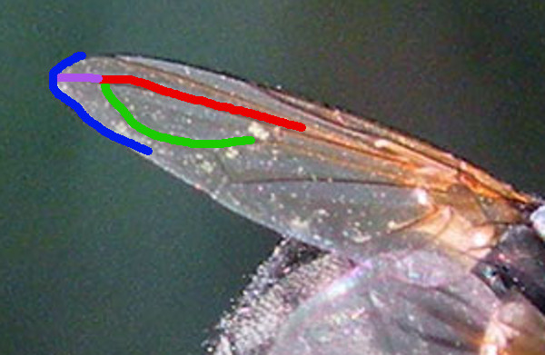 Un''altra Phasia?