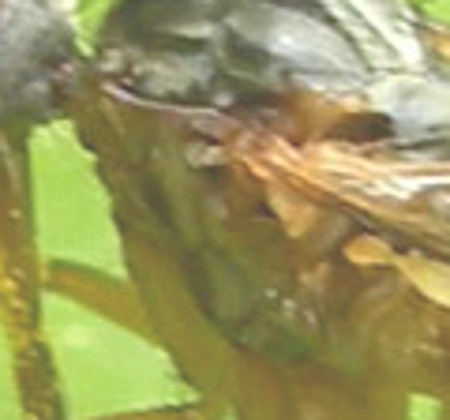 Empis (Xathempis) stercorea (Empididae)