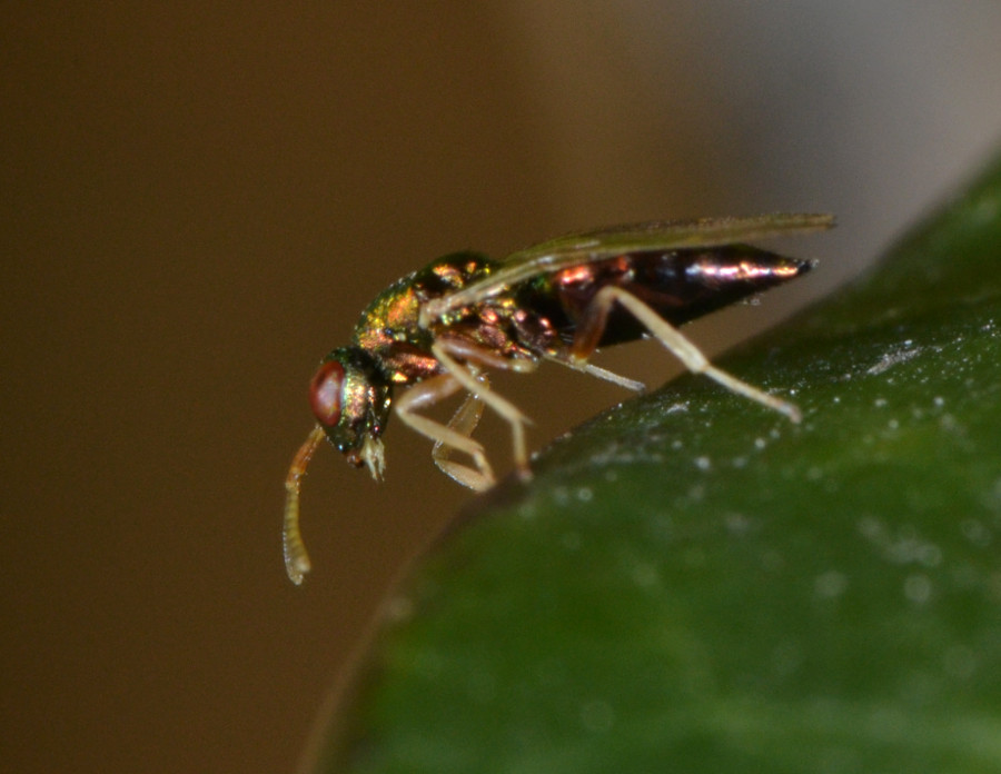 Pteromalidae