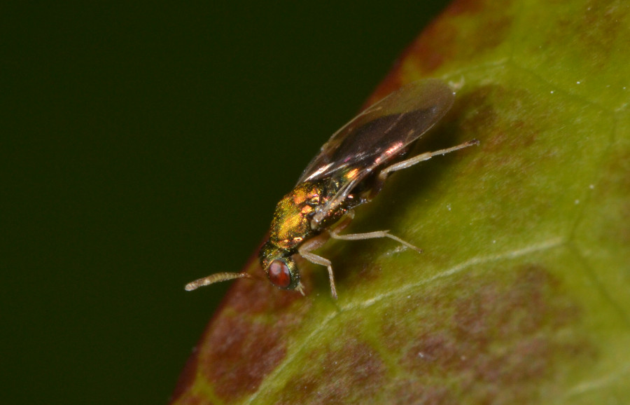 Pteromalidae