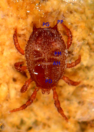Acaro o zecca? Acaro Mesostigmata Sejidae: Sejus sp.