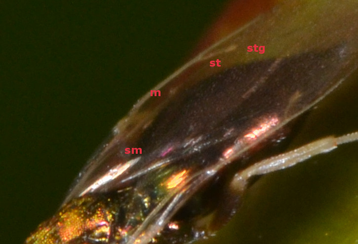 Pteromalidae