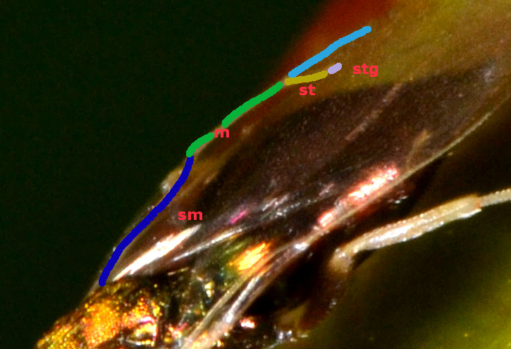 Pteromalidae