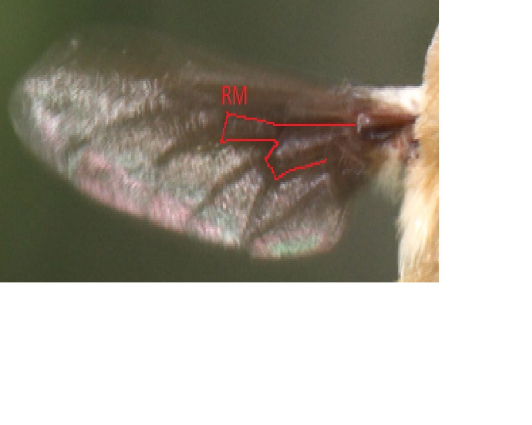 Bombylius da identificare