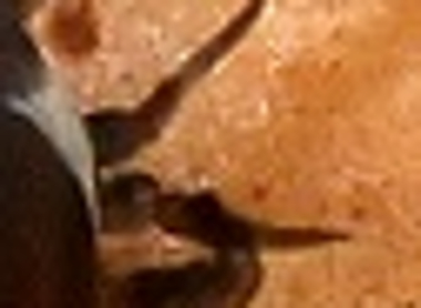 Tabanidae: Dasyrhamphis sp. maschio