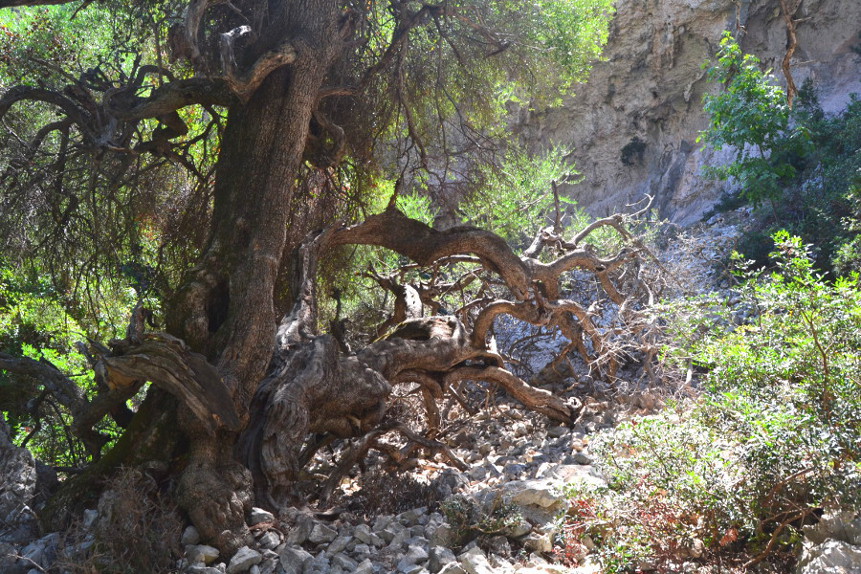 Escursione a Cala Goloritz