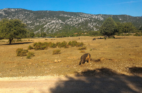 Trekking Ispuligidenie (Supramonte baunese)