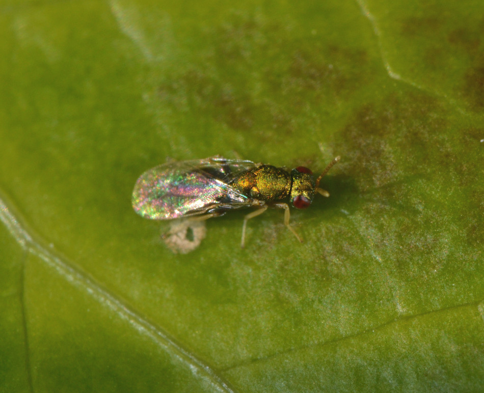 Pteromalidae
