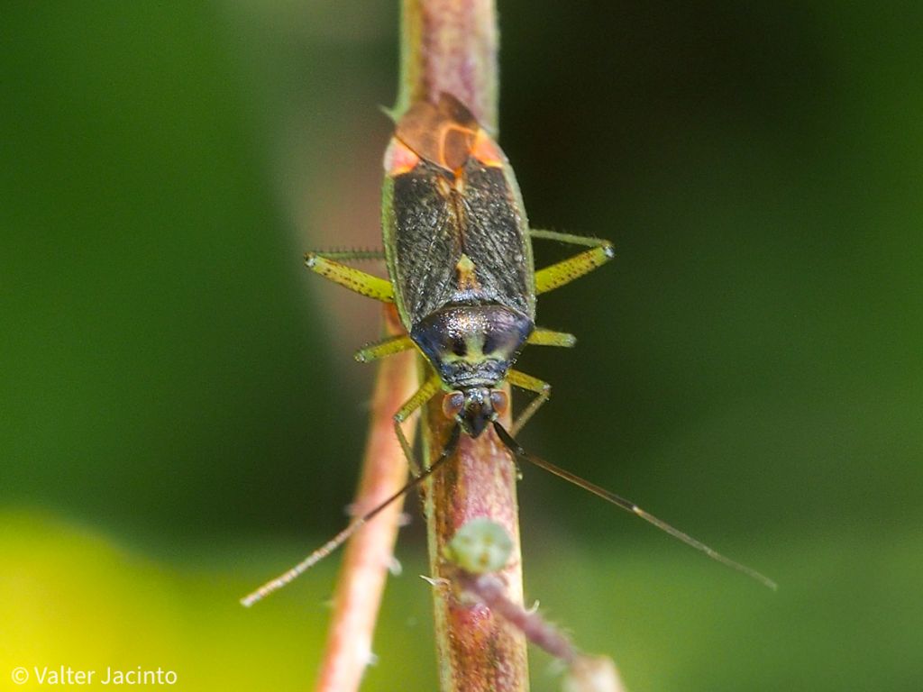 Miridae: Closterotomus trivialis