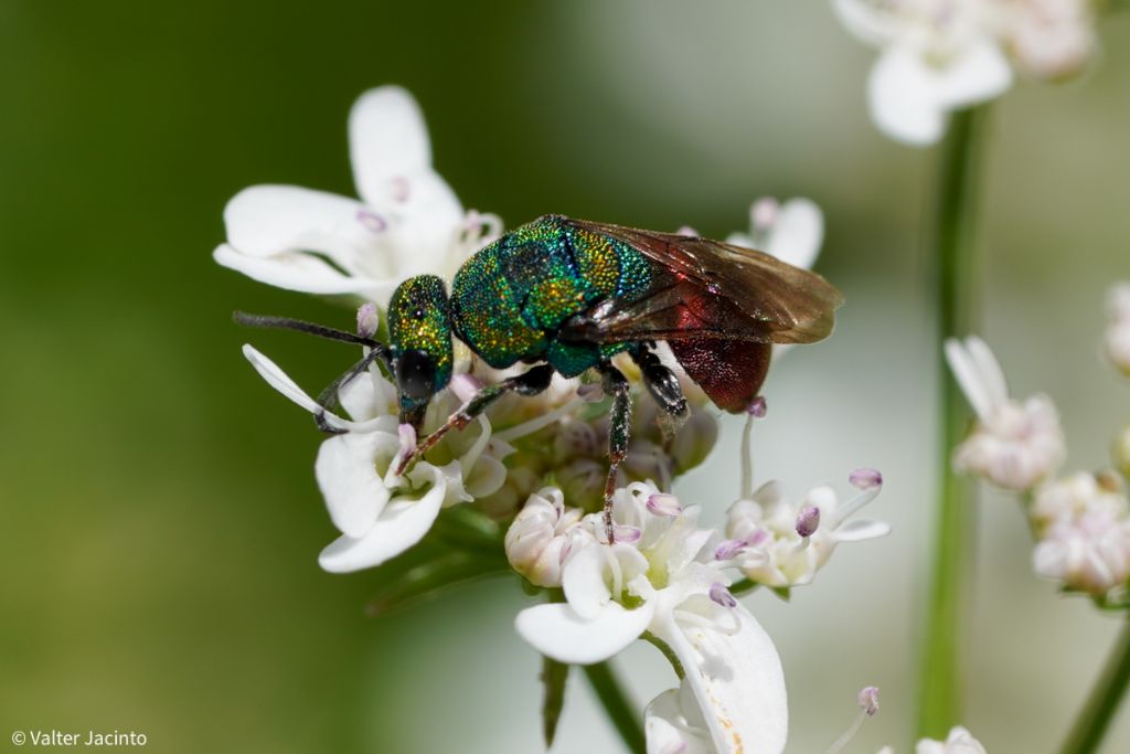 Chrysididae - da determinare