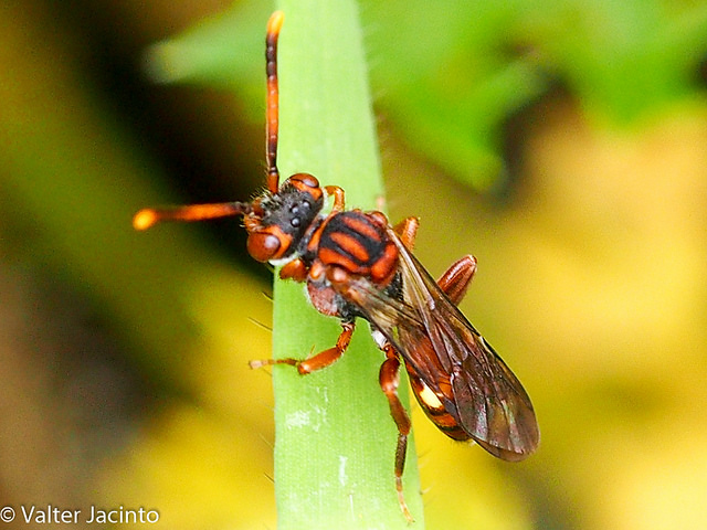 Nomada sp.