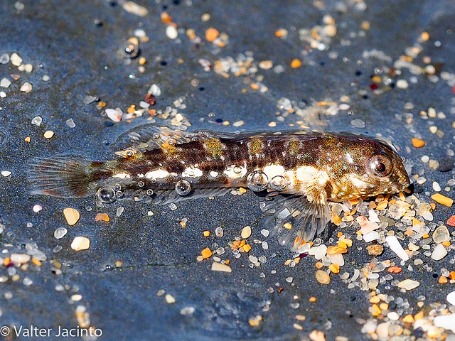 Blennide dal Portogallo da determinare